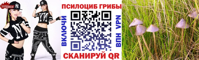 где купить наркоту  omg ссылки  Псилоцибиновые грибы Psilocybine cubensis  Почеп 